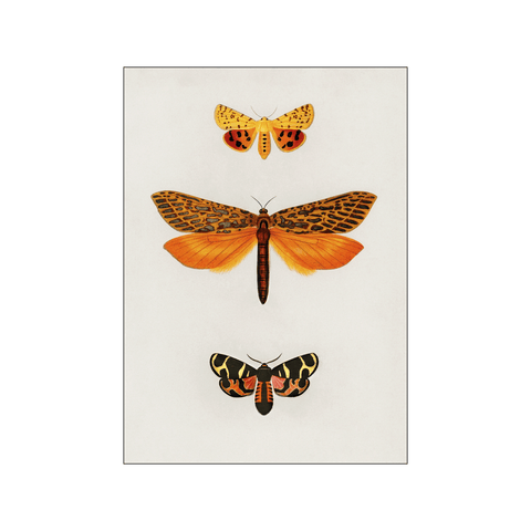 Orange moths