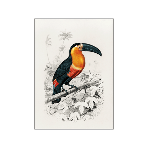 Toucan